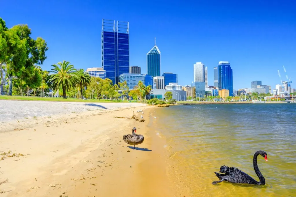 Black swans on beach in Perth CBD