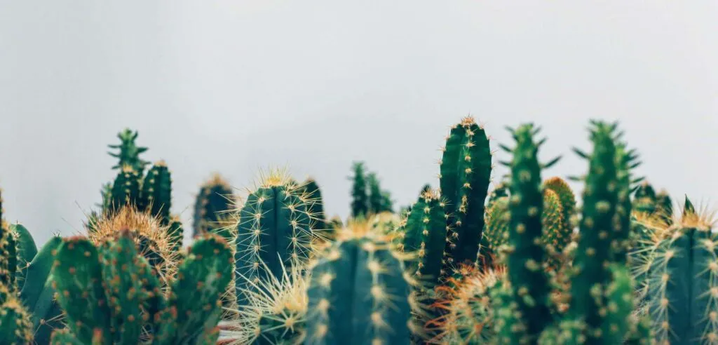 cactus