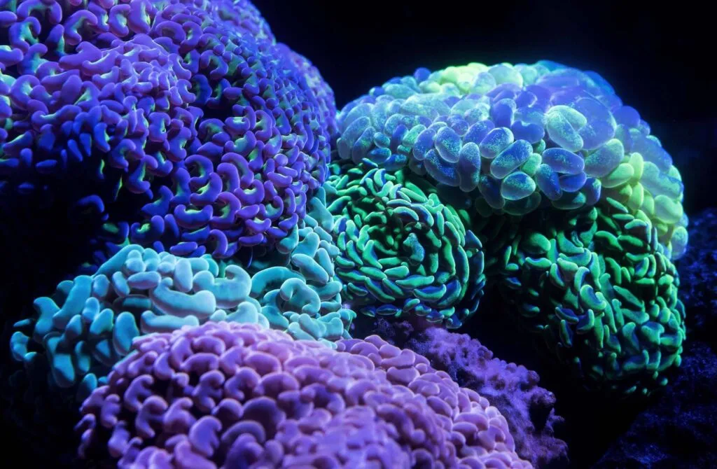 Luminescent coral