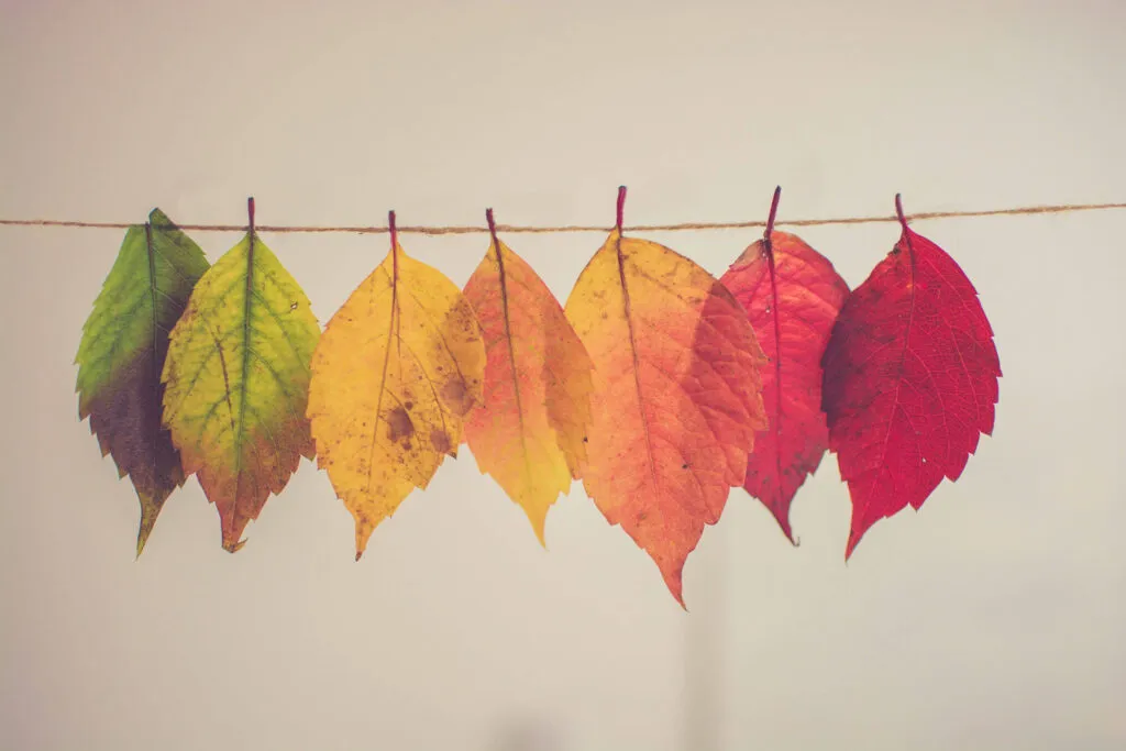 Coloured leaves on string. Photo by Chris Lawton on Unsplash