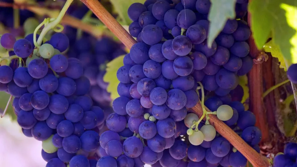 purple grapes on vine
