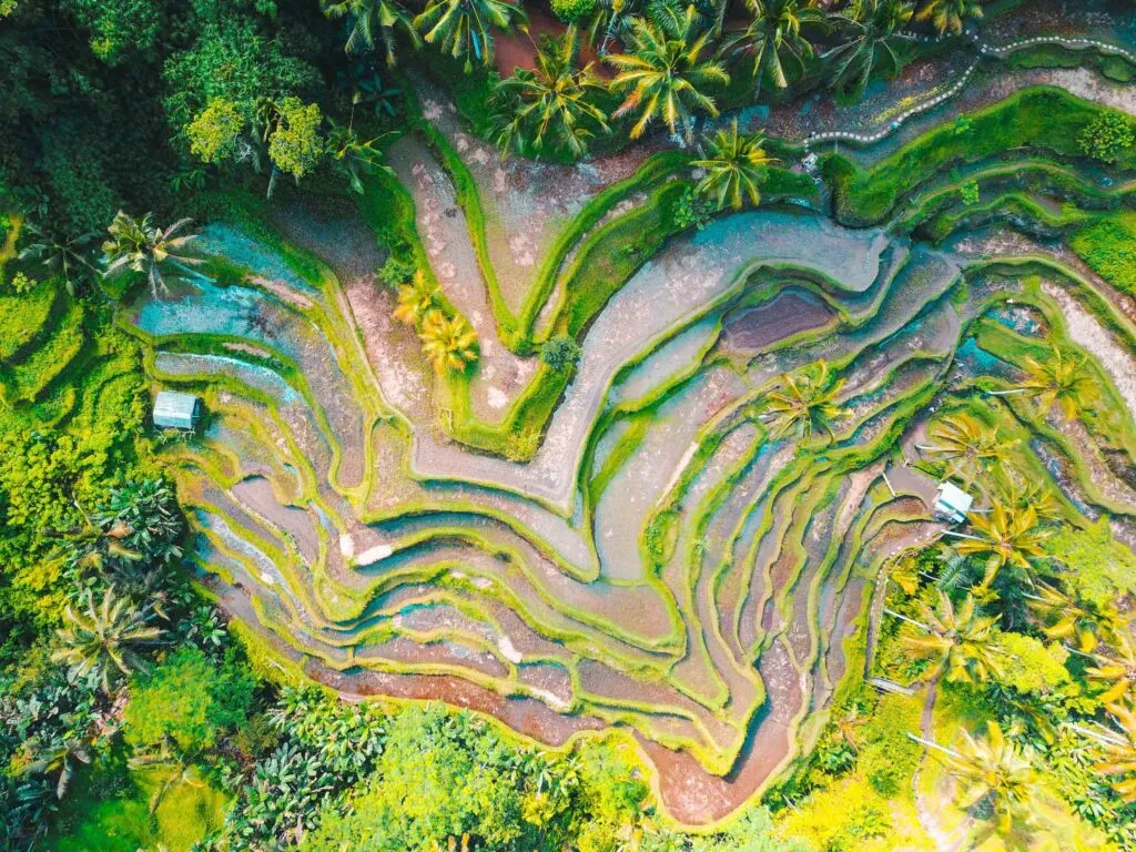 Tegalalang Rice Terrace, Indonesia. Photo by Jason Cooper on Unsplash