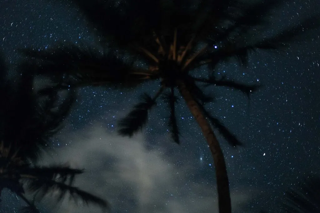 Tropical starry night with palm tree. Photo by Lia Bekyan on Unsplash